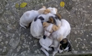 Diana'sPets_oct-2016