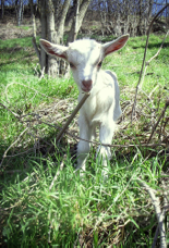 baby goat 2010