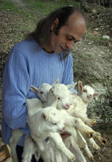 baby goats 2010