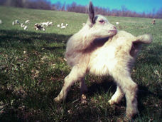 baby goat 2014