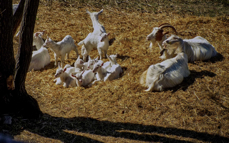 babygoats-2017