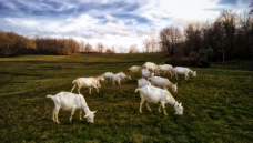 goats-dec-2015-2