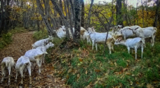 goats-in-the-woods-2015