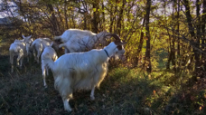 goats-in-the-woods-2015-2