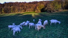 goats-nov-2015-2