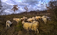 goats-nov-2015-5