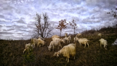 goats-nov-2015-7