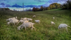 goats-oct-2015-2