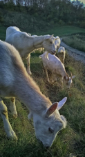 goats-oct-2015-5