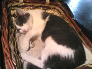 I like sleep in the baskets