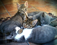 kitties 2006(001)