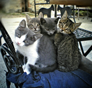 kitties 2006(002)