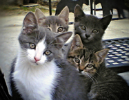 kitties 2006(003)