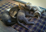 kitties 2006(004)